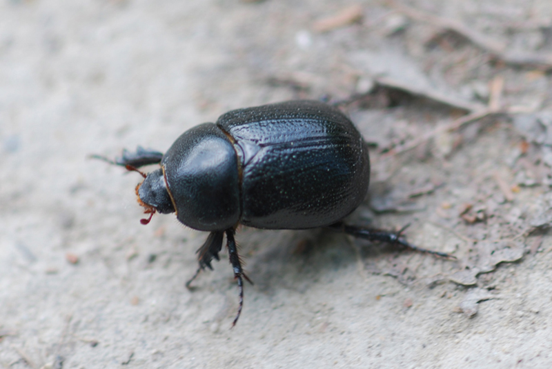 Scarabeo: Pentodon bidens (Dynastidae)